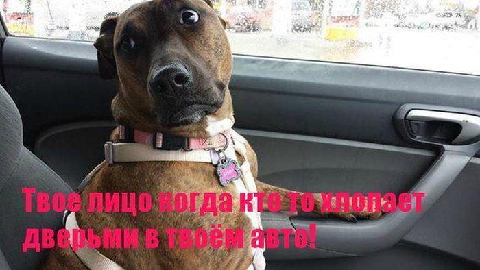 собака с удивленным лицом и подпись "твое лицо когда ктото хлопает дверьми в твоем авто!"