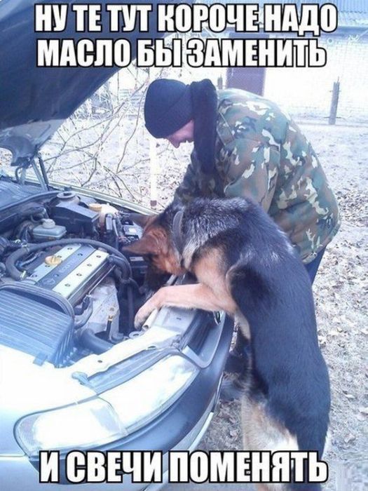 Собака помогает чинить авто